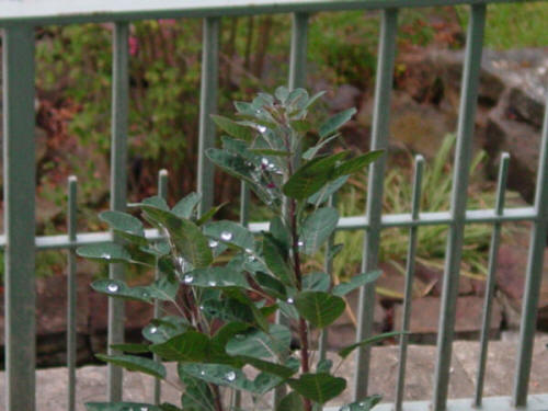 Water Droplets on Smoke Tree