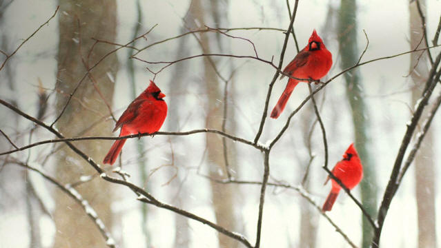 Cardinals