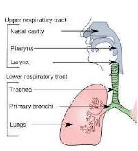 Respirtory Tract