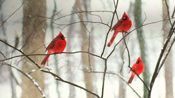 Cardinals