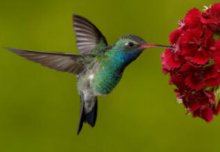 Hummingbird